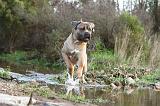 CANE CORSO 131